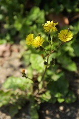 Hawkweed oxtongue, vertically oriented picture.