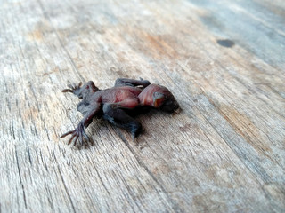 A small bat or baby bat on a wood. Small bat that fall from the nest. Small bat that can't fly yet.