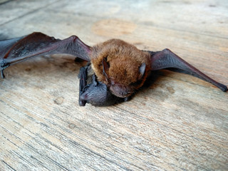 A small bat / baby bat on wood with mother or The little bat with the mother. mother of bat that...