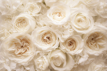 White rose flower. Pale floral wallpaper background.