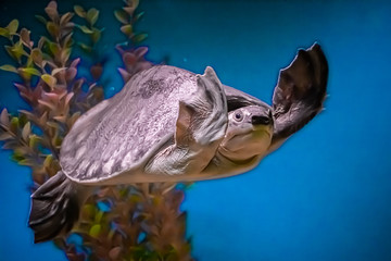 Sea turtle Carettochelys insculpta swims in blue water among algae