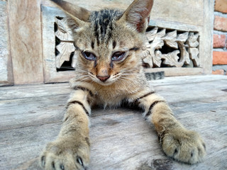 Obraz premium Little cat are sore eyes. Blind little cat.