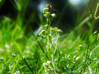 Obraz premium abeja y su flor