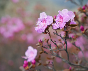 Closeup shot of Rhododendron dauricum flowers (popular names bagulnik; maralnik).