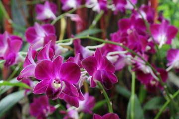 Fototapeta premium Singapore