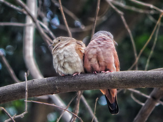 pareja de tórtolas