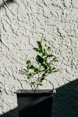 Lime citrus plant in the black pot front of white rough wall with shadow.