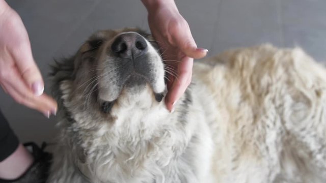 Girl massages a dog face. Portrait of Cute happy Alabai Dog. Alabai Breed. Summer day