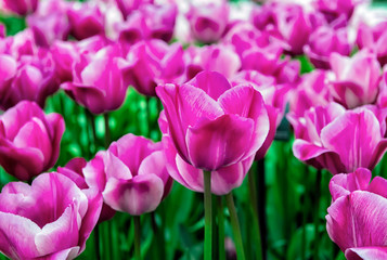 Obraz premium Keukenhof gardens, Netherlands. Flower bed of colourful tulips in spring. Colorful tulips in the Keukenhof garden, Holland Netherlands. Tulip Flower Field. 