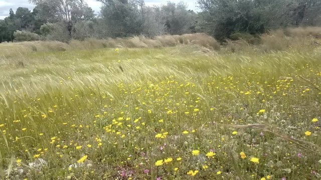 Strong wind at medow in spring time.
