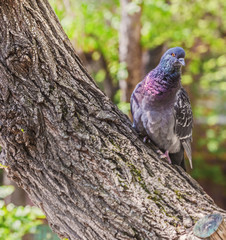 Blue dove on tree trunk