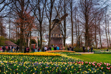 Keukenhof gardens, Netherlands. Flower bed of colourful tulips in spring. Colorful tulips in the Keukenhof garden, Holland Netherlands. Tulip Flower Field.
