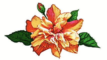 Illustration of an orange, pink and yellow Hibiscus flower and flower bud growing with green leaves. Based on a Hibiscus rosa-sinensis