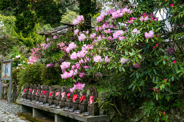 Fototapeta premium 朝地のシャクナゲ