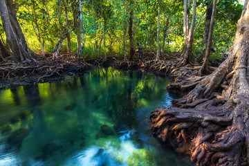 Scenic view of the jungle turquoise green river in mangrove forest.