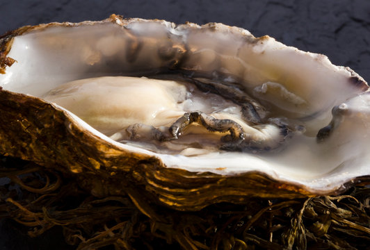 Close up of shucked oyster in shell