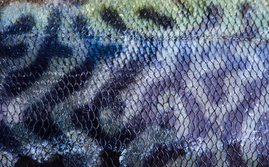 closeup of blue mackerel skin 