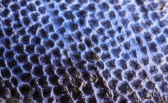 closeup of blue fish skin with smooth scales