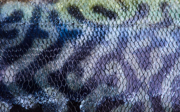 closeup of blue mackerel skin 