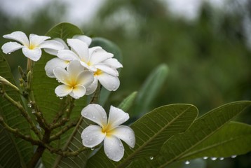 Obraz na płótnie Canvas white frangipani flowers on rainy morning.