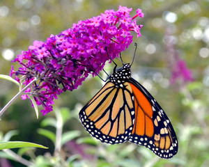 Closeup of a Monarch Butterfly (Danaus plexippus) hanging upside down while feeding on the nectar of butterfly bush flowers (Buddleja davidii).  Copy space. 