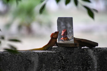 chameleon seeing the mirror © Vasanth