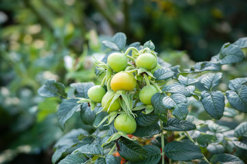Wild rose hip in organic garden