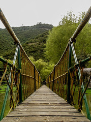 The wooden bridge. The forest in the background. Natural landscape .