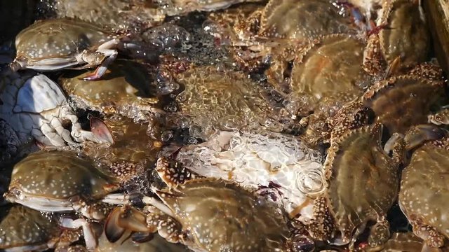 Closeup of a group of fresh live crabs in water, aquaculture