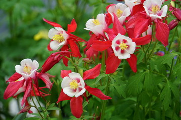 Columbine 'Crimson Star' flowers blooming in the Spring