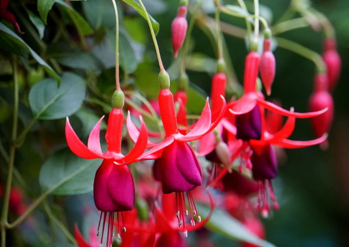 Red and purple Fuchsia flowers at full bloom