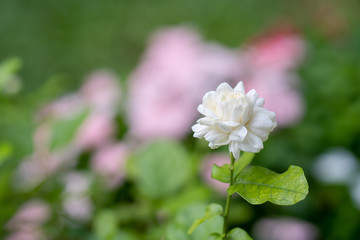 Beautiful blossom jasmine in garden.