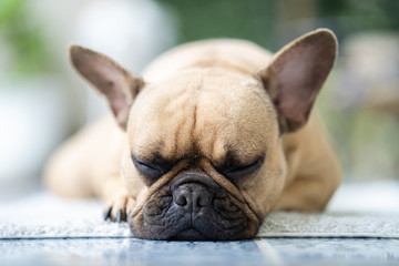 Sleeping French bulldog on white mat indoor.