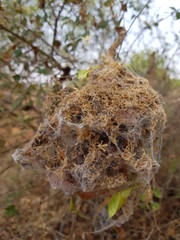bird nest in the tree