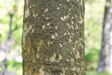 Japanese cinnamon trunk and leaves / Lauraceae evergreen tall tree