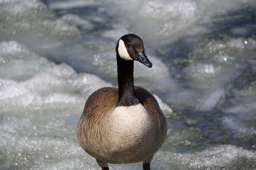 Canada Goose