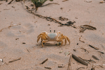 crab on the sand