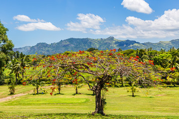 Delonix regia tree, a species of flowering plant in the bean family Fabaceae, subfamily Caesalpinioideae; with the  Sleeping Giant mountain in the background.