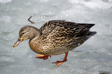 Female Mallard on Ice