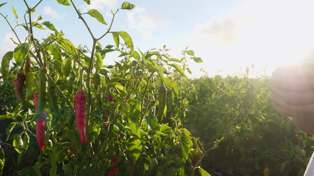 Closeup of farmer picking red chili peppers in vegetable garden, slow motion, green organic vegetables
