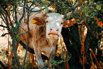 Cow with ear tags stuck in the trees.