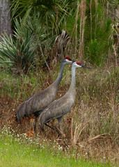 sandhill crane family in a park