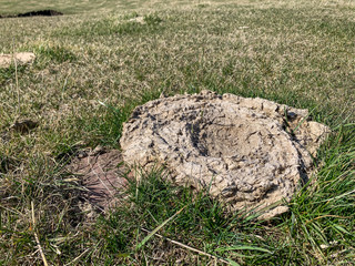 Cow pie manure pile in grass pasture