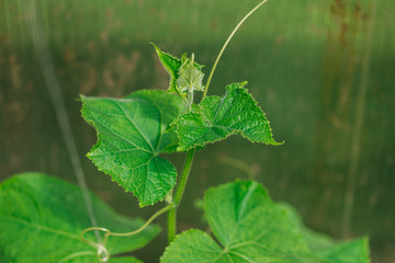 young cucumber bushes without foetus in the greenhouse. The concept of isolation and subsistence farming. Selective focus macro shot with shallow DOF