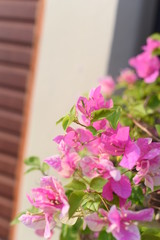 pink flowers in a window