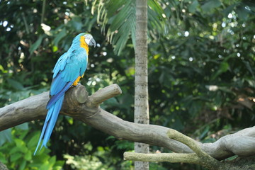 Bird Park Singapore