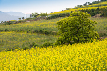 Big tree and yellow rapeseed field, spring in Korea.