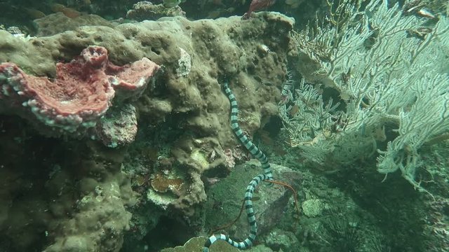 Amazing banded sea krait, one of most poison snake in the world 