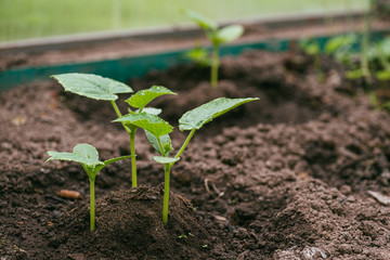Young cucumber sprouts in the soil watered in the greenhouse. The concept of isolation and subsistence farming. Selective focus macro shot with shallow DOF