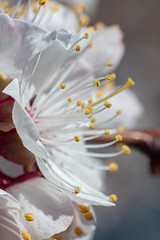 Fototapeta na wymiar Flowering apricot trees. White flowers and bright yellow Stamen close-up. Macro shooting
